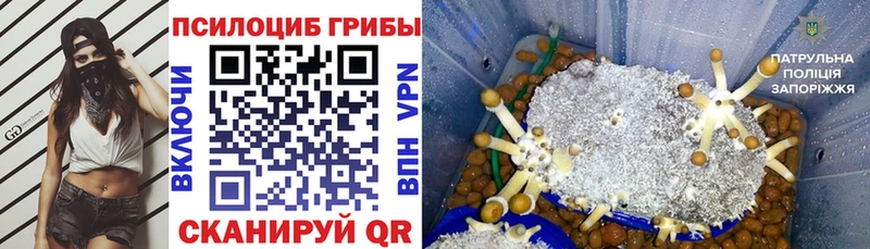 купить наркотик  Кола  Галлюциногенные грибы Magic Shrooms 